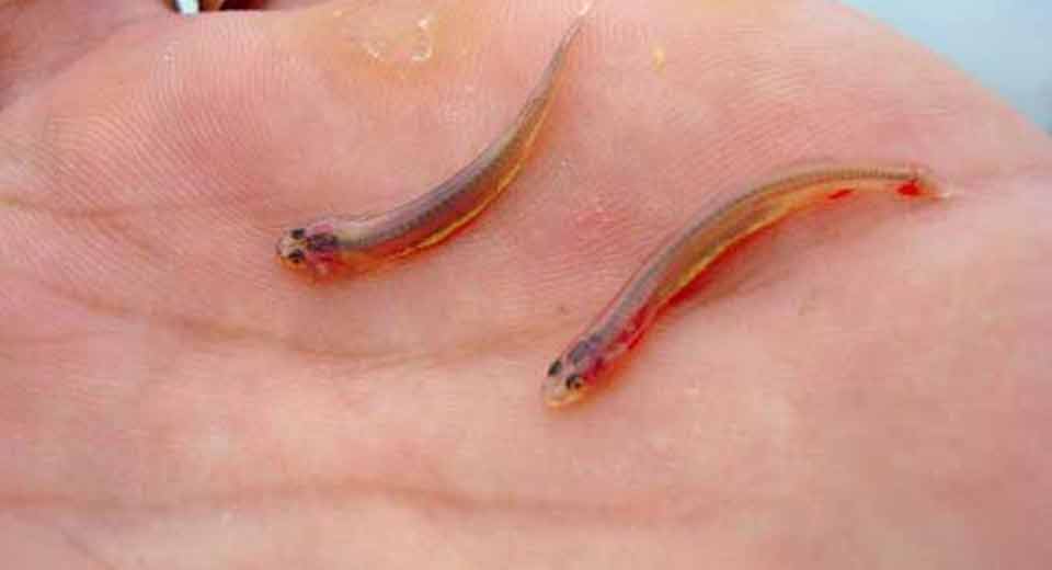 CANDIRU FISH