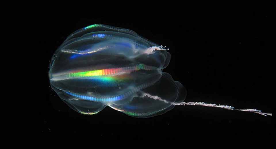 COMB JELLY