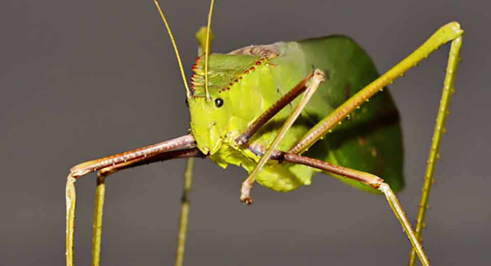 Giant Long-Legged Katydid