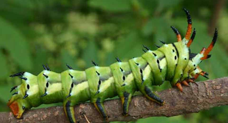 Hickory Horned Devil