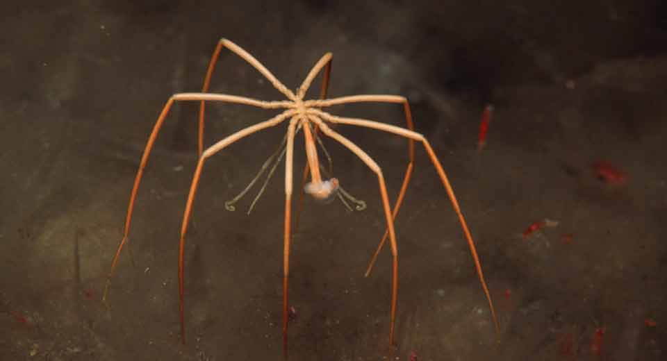 SEA SPIDER