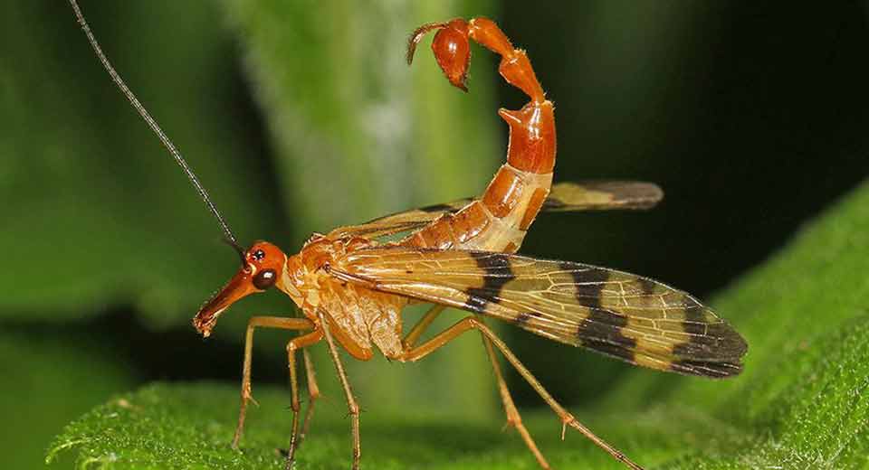 Scorpion Fly