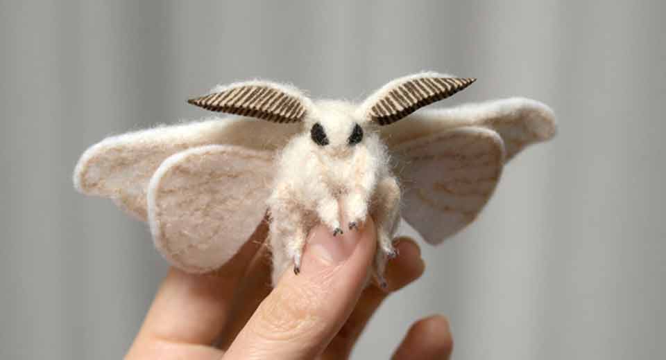 Venezuelan poodle moth