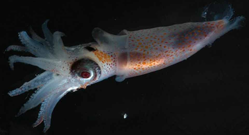 ANTARCTICA SQUID