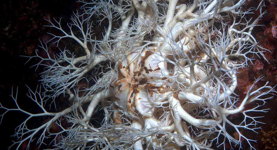 BASKET STAR