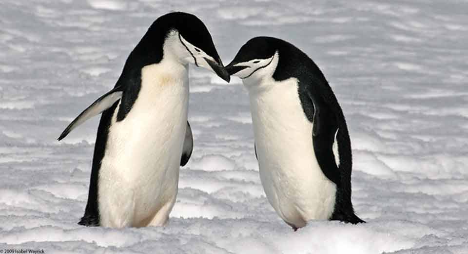 CHINSTRAP PENGUIN