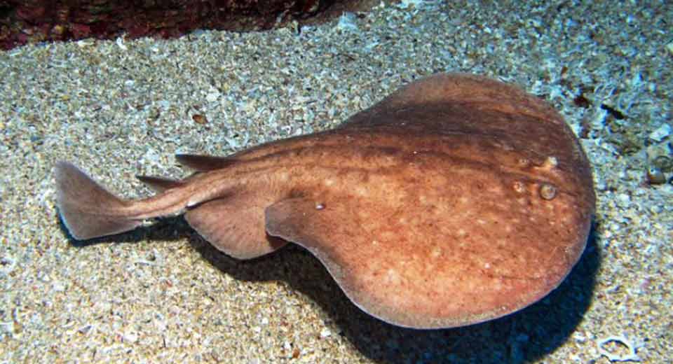 ELECTRIC RAY