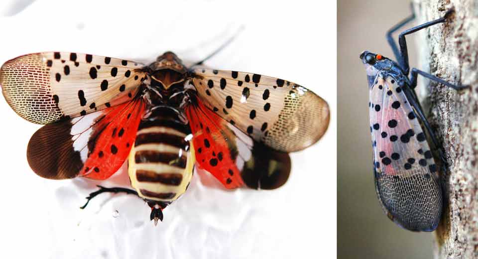 lanternfly