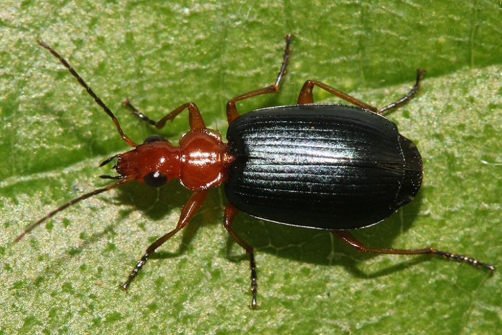 Bombardier Beetle 