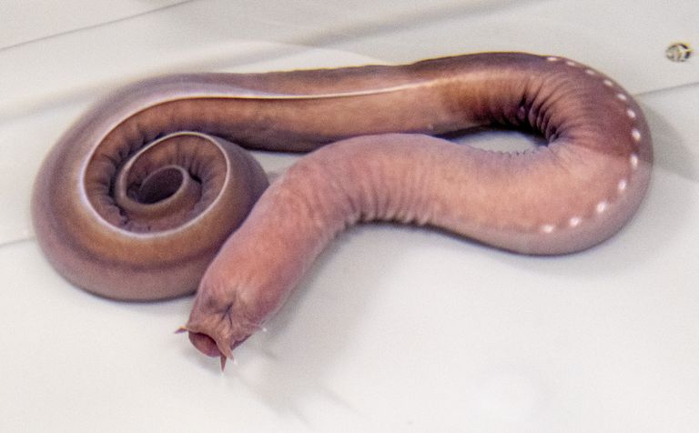 Hagfish