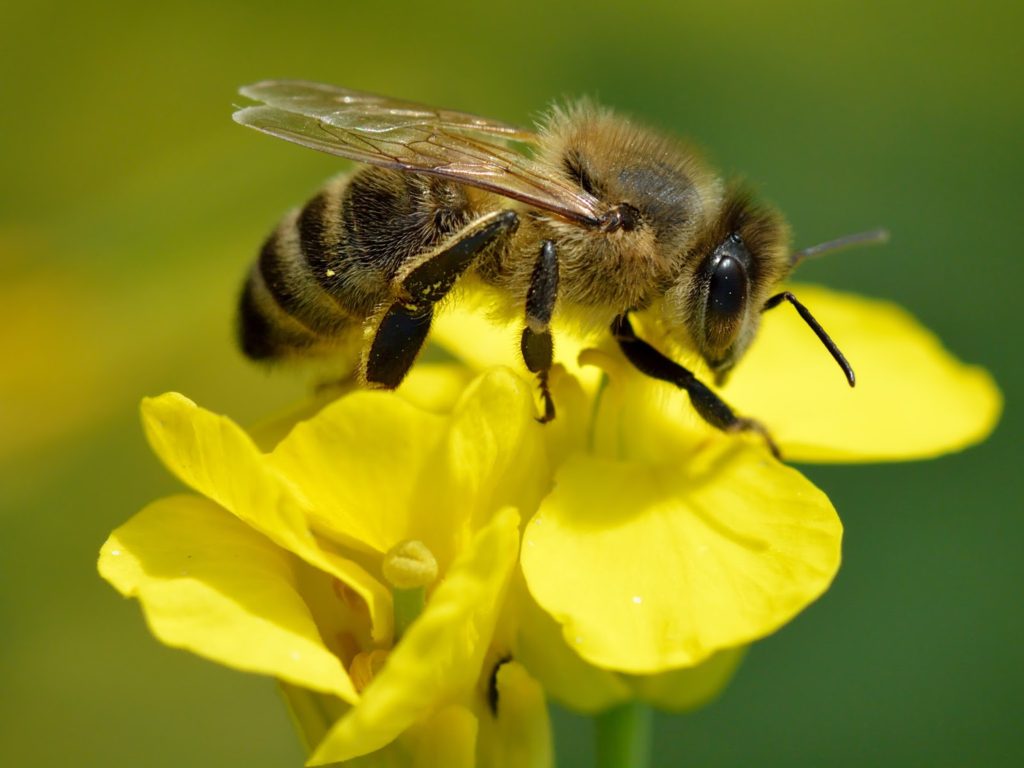 Japanese Bees 