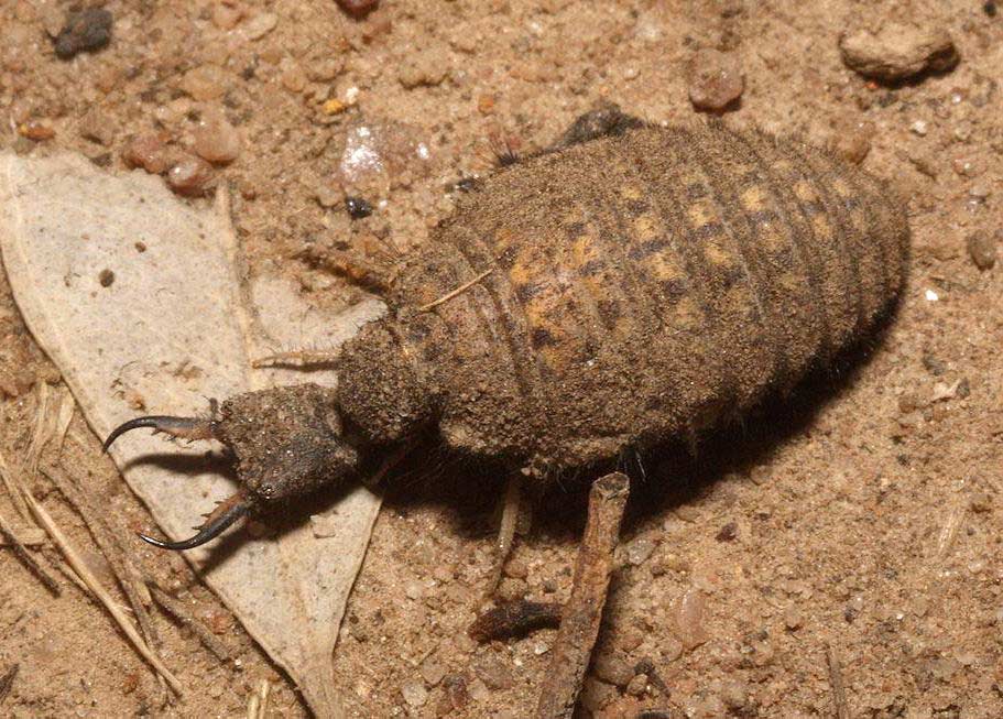 Antlion